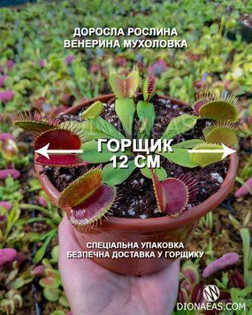 Венерина Мухоловка Діонея Дуже велика в горщику 12 см - XL DM0 фото