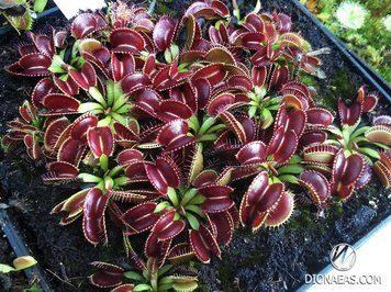 Dionaea muscipula Type pygmea - S DM10 фото