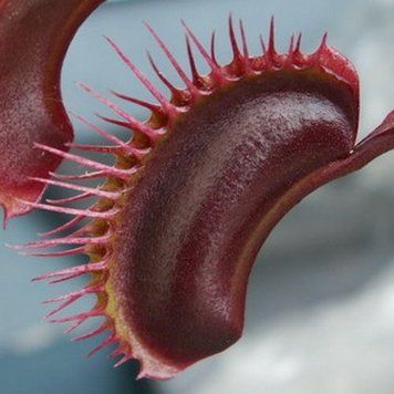 Dionaea muscipula All red - S DM60 фото