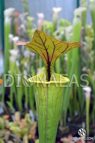 Насіння Sarracenia Flava Ornata A - велика, висока сарраценія SD-SR30 фото
