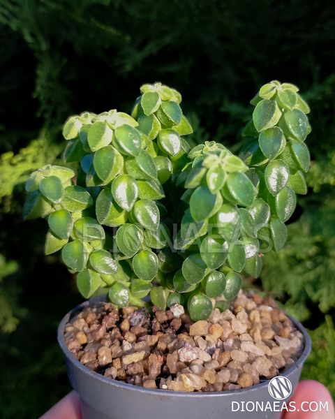 Peperomia columella - Пеперомия колумелла, столбчатая пеперомия SU126 фото