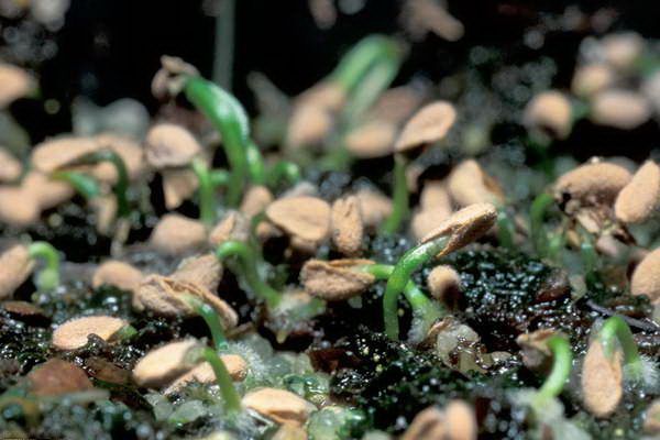 Семена Sarracenia Flava Ornata A - крупная, высокая саррацения SD-SR30 фото