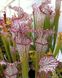 Sarracenia Leucophylla Helmut's Delight - S S10 фото 1