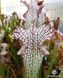 Sarracenia Leucophylla Helmut's Delight - S S10 фото 2