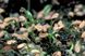 Семена Sarracenia Flava Ornata A - крупная, высокая саррацения SD-SR30 фото 8