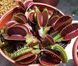 Dionaea muscipula All red - S DM60 фото 3