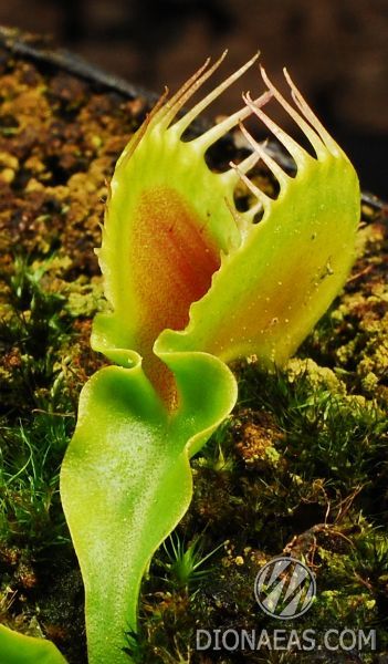 Dionaea muscipula Korrigan - S DM13 фото