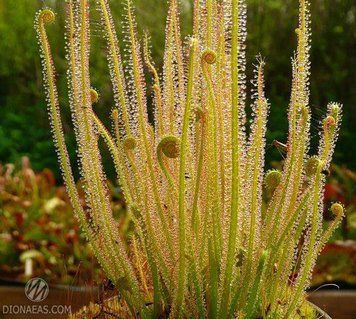 Drosera Filiformis DR09 фото