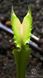 Dionaea muscipula Korrigan - S DM13 фото 6