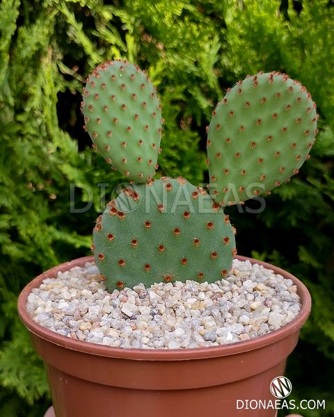 Opuntia Rufida SU36 фото