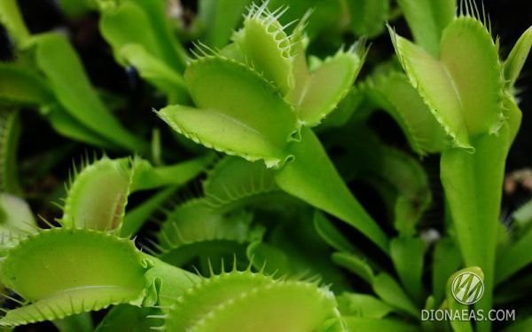 Dionaea muscipula Korrigan - S DM13 фото