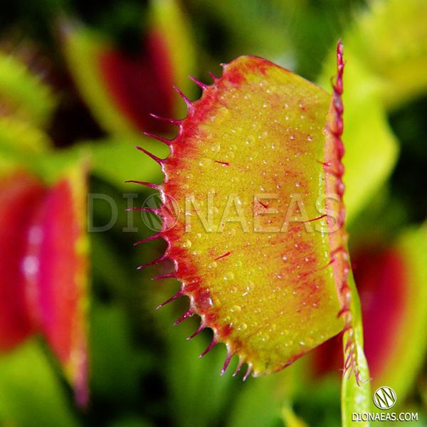 Dionaea muscipula Short teeth - S DM63 фото