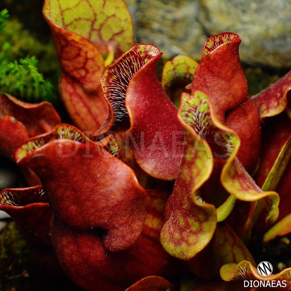 Sarracenia Purpurea - S S13 фото