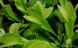 Dionaea muscipula Korrigan - S DM13 фото 3