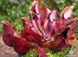 Sarracenia Purpurea - S S13 фото 3