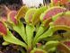 Dionaea muscipula Korrigan - S DM13 фото 1