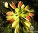 Dionaea muscipula Korrigan - S DM13 фото 4