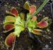 Dionaea muscipula Korrigan - S DM13 фото 7