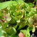 Sarracenia Purpurea - S S13 фото 2