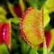 Dionaea muscipula Short teeth - S DM63 фото 6