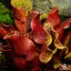 Sarracenia Purpurea - S S13 фото 4