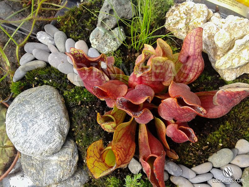 Sarracenia Purpurea - S S13 фото