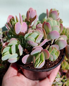 Kalanchoe Rotundifolia - Каланхое Круглолистне SU63 фото