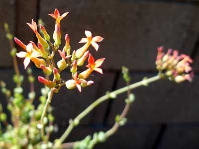 Kalanchoe Rotundifolia - Каланхоэ Круглолистное SU63 фото