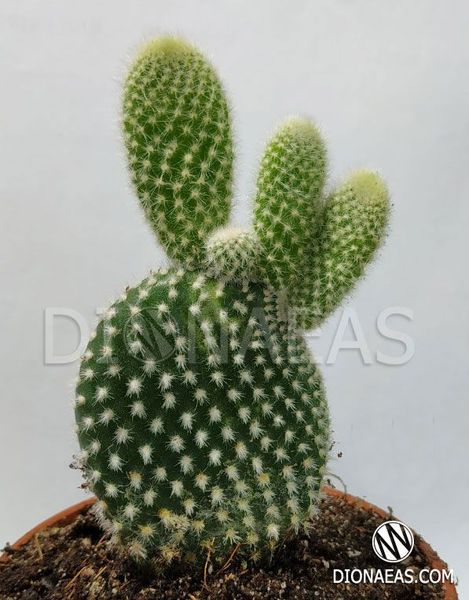 Opuntia microdasys SU84 фото