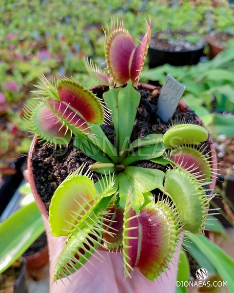 Dionaea muscipula H52 - S DM30 фото