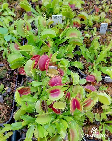 Dionaea muscipula H52 - S DM30 фото