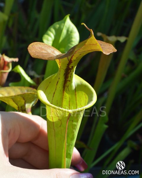 Sarracenia Flava Ornata A - S S30 фото