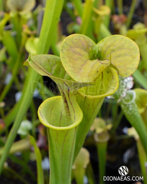 Sarracenia Flava Ornata A - S S30 фото