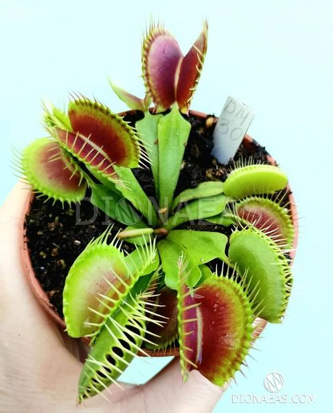 Dionaea muscipula H52 - S DM30 фото