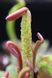 Dionaea muscipula "Schuppenstiel" - S DM83 фото 1