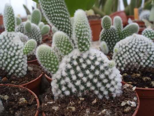 Opuntia, Опунція, їстівний кактус