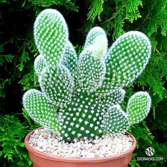 Opuntia, Опунція, їстівний кактус