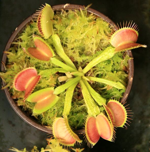 Dionaea muscipula "Schuppenstiel" - S DM83 фото