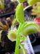 Dionaea muscipula "Schuppenstiel" - S DM83 фото 6