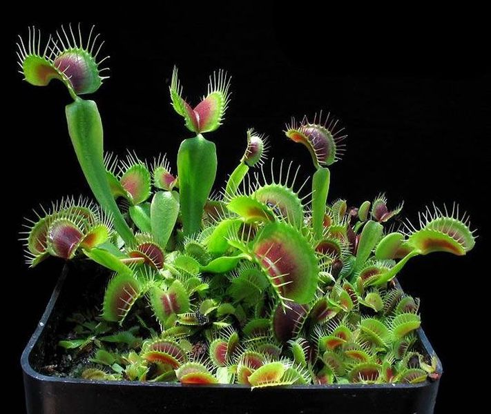 Dionaea muscipula H52 - S DM30 фото