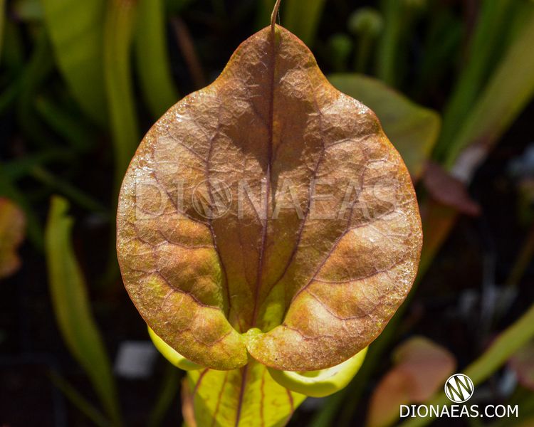 Sarracenia Flava Ornata A - S S30 фото