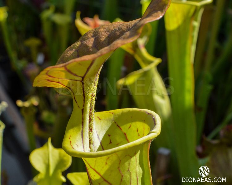 Sarracenia Flava Ornata A - S S30 фото