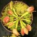 Dionaea muscipula "Schuppenstiel" - S DM83 фото 2
