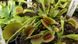 Dionaea muscipula "Schuppenstiel" - S DM83 фото 9
