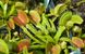 Dionaea muscipula "Schuppenstiel" - S DM83 фото 8