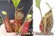 Nepenthes Hybrid Hookeriana X Coccinea - Непентес гібридний Хукеріана Х Кокцинея - S NEP14 фото 1