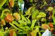 Dionaea muscipula "Schuppenstiel" - S DM83 фото 10