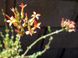 Kalanchoe Rotundifolia - Каланхое Круглолистне SU63 фото 4
