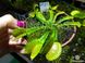 Dionaea muscipula "Schuppenstiel" - S DM83 фото 7