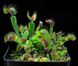 Dionaea muscipula H52 - S DM30 фото 1